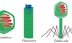 Tres virus: icosaédrico, filamentoso y cabeza-cola, con estructuras internas en espiral y patas como barrotes.