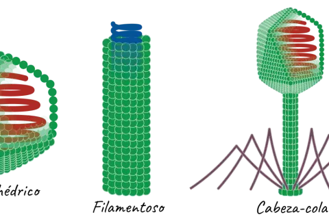 Tres virus: icosaédrico, filamentoso y cabeza-cola, con estructuras internas en espiral y patas como barrotes.