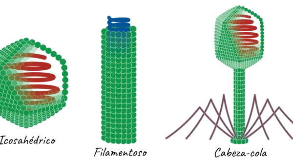 Tres virus: icosaédrico, filamentoso y cabeza-cola, con estructuras internas en espiral y patas como barrotes.