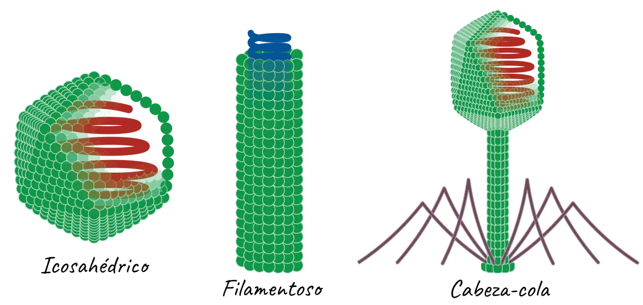 Tres virus: icosaédrico, filamentoso y cabeza-cola, con estructuras internas en espiral y patas como barrotes.