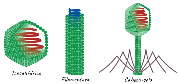 Tres virus: icosaédrico, filamentoso y cabeza-cola, con estructuras internas en espiral y patas como barrotes.